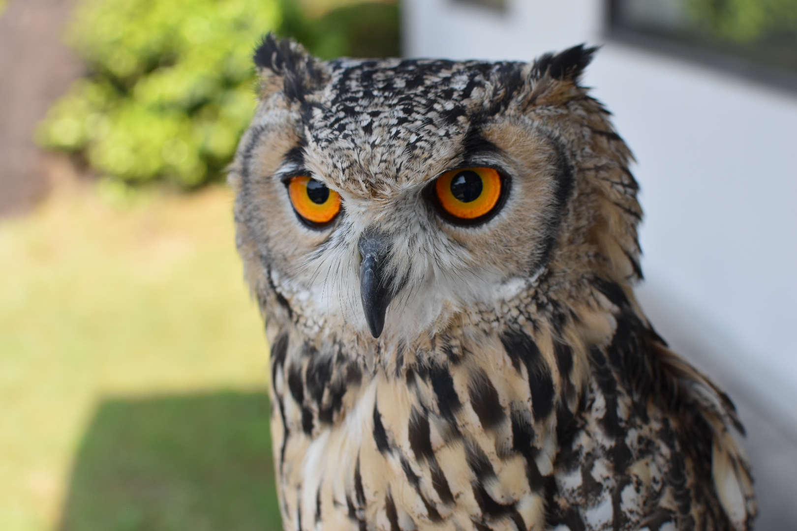 ベンガルワシミミズクのぽんず